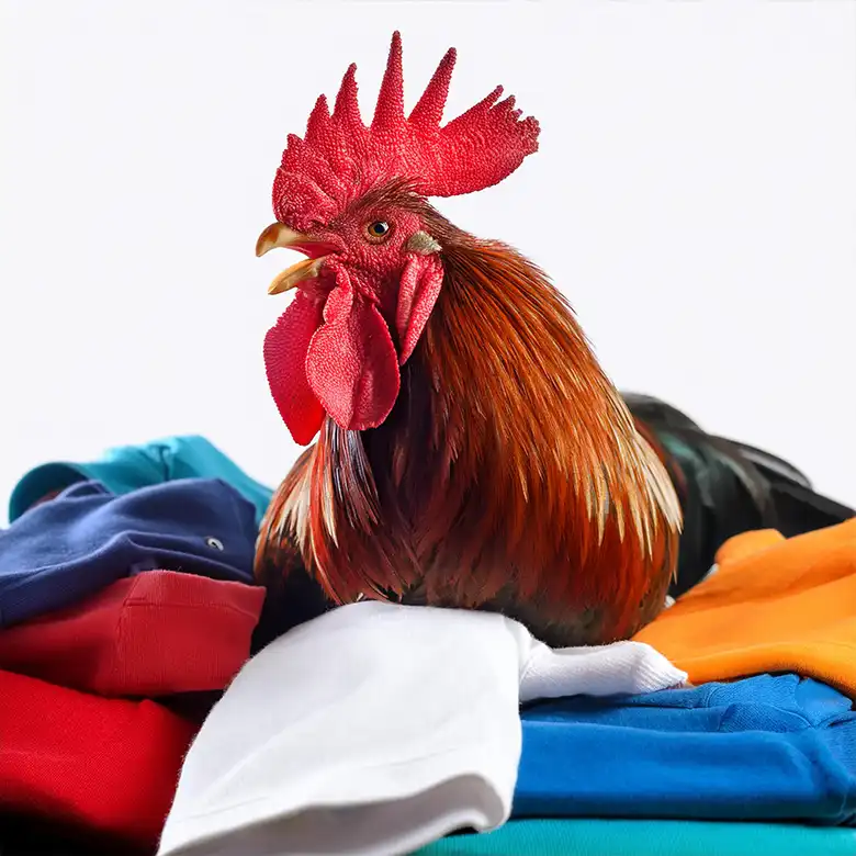 Rooster sitting sitting on a pile of Mad Rooster T-shirts.